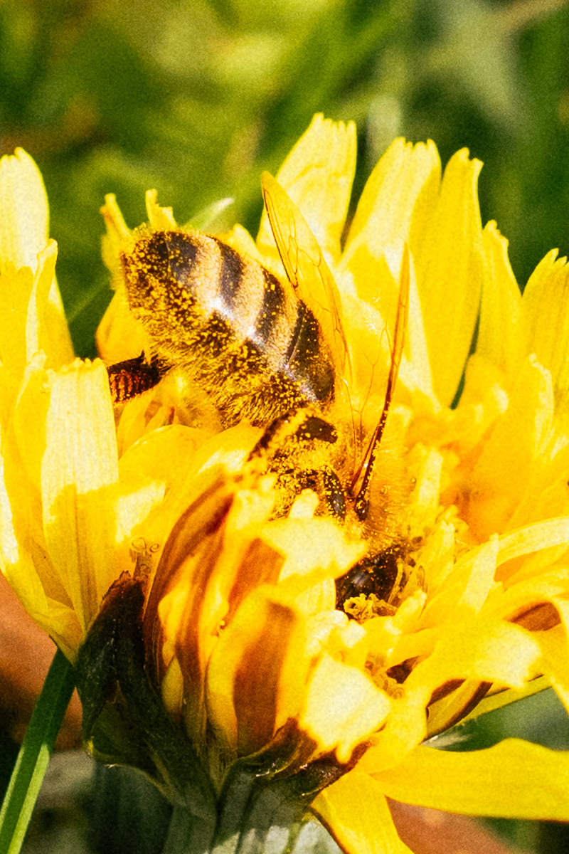 kleine insecten tijdens fotoshoot