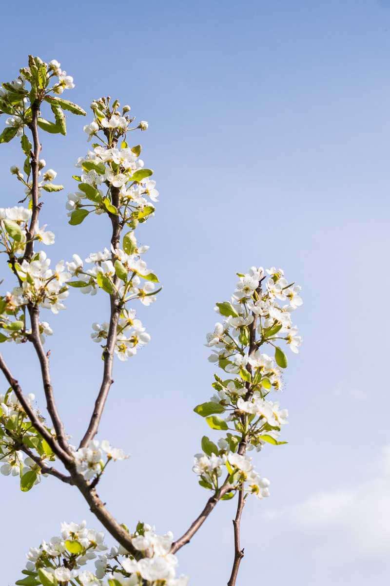 Bloesem fotoshoot Dordrecht gezin