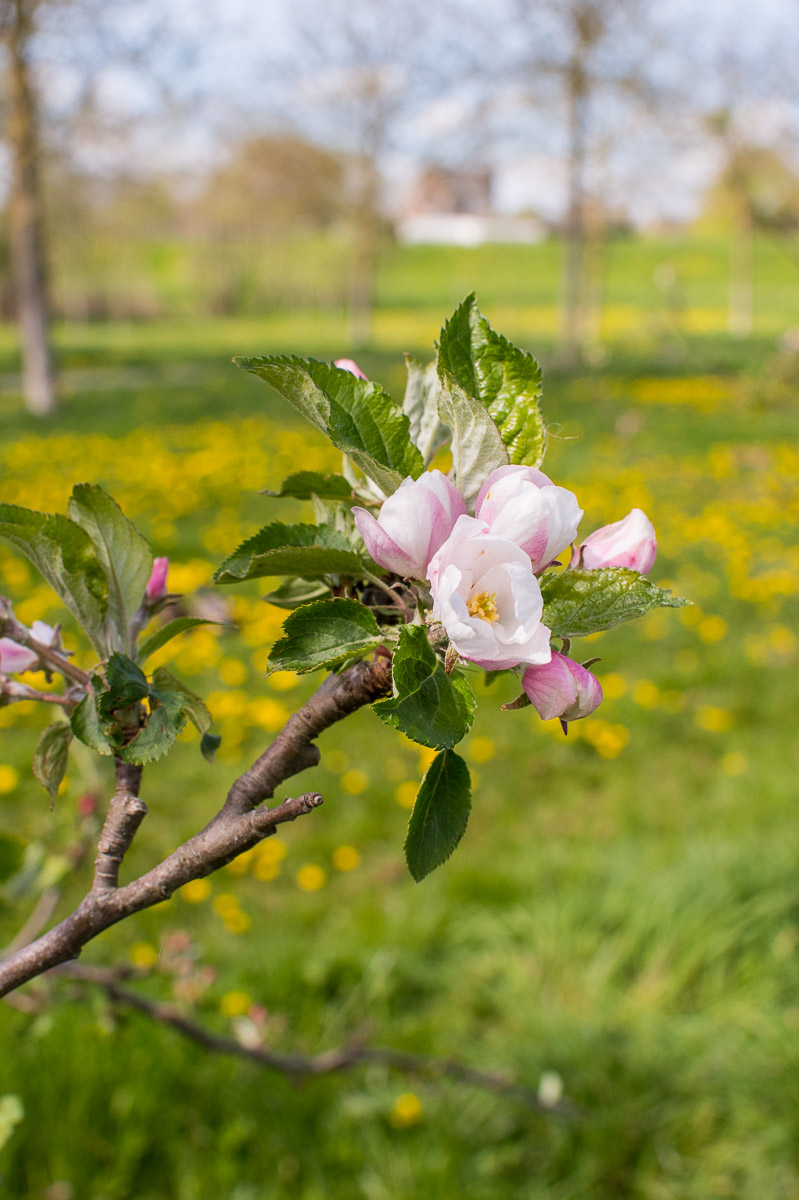 Bloesem fotoshoot Dordrecht gezin
